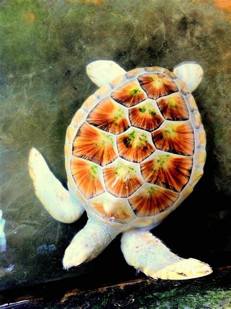 albino turtle | Turtle, Albino animals, Beautiful sea creatures