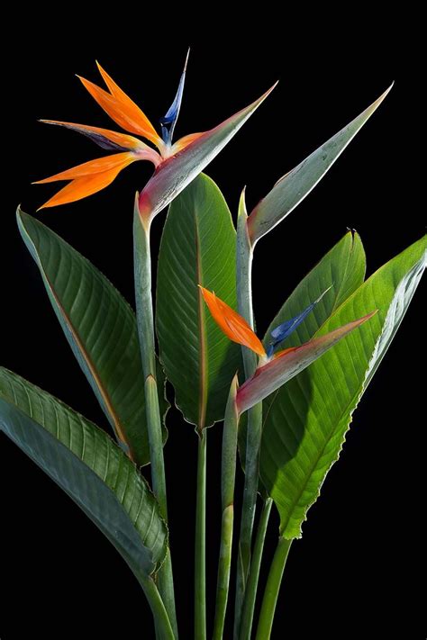 How to Grow and Care for Bird of Paradise Plants (Strelitzia) | Birds ...