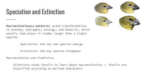 Patterns and Processes of Evolution (Ch 19.2) - ppt download