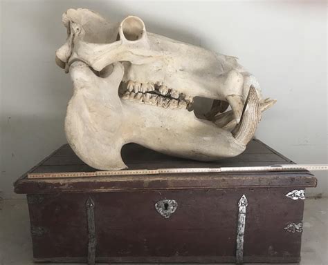 My 86 cm Hippo skull : r/bonecollecting