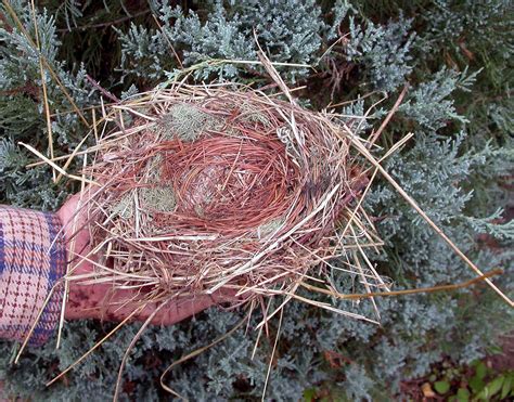 Door to Nature: Cedar Waxwings - The Cherry Birds - Door County Pulse