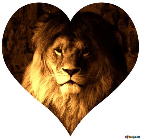 I love lions Download free picture №76802