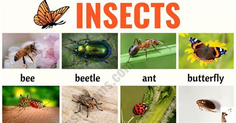 INSECTS: Useful List of Insects with the Picture and Examples - ESL Forums