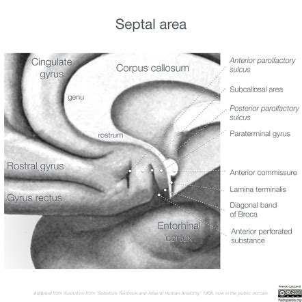 Lamina Terminalis Mri