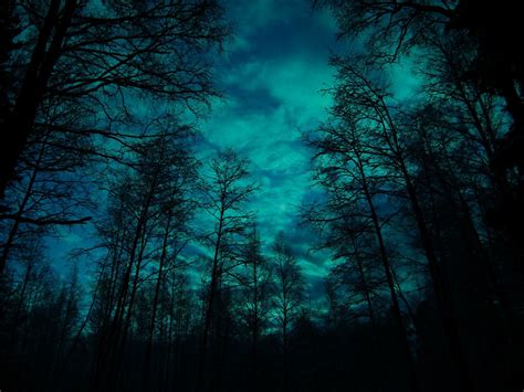 Forest at night Forest Art, Dark Forest, Beautiful Images, Creepy Woods ...