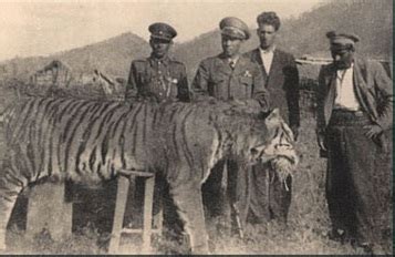 Love for Living Animals: Can the Extinct Caspian Tiger be Brought Back to Life?