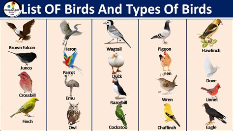 Common Types Of Birds In English With Pictures - Vocabulary Point