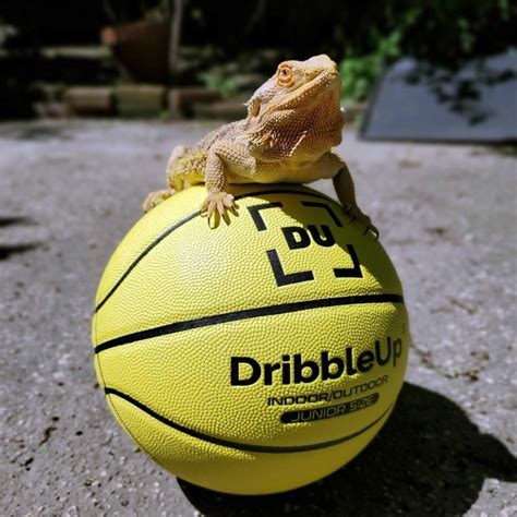 Dribble Up Review - Must Read This Before Buying