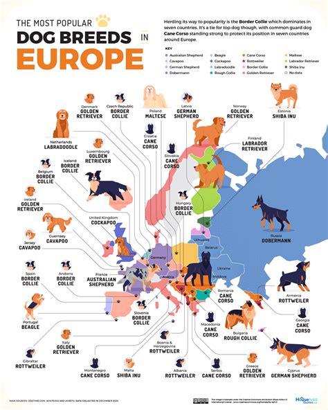 The Most Popular Dog Breed in Every Country [MAP]