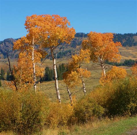 Fall Is A Great Time To See Yellowstone National Park - Yellowstone Insider