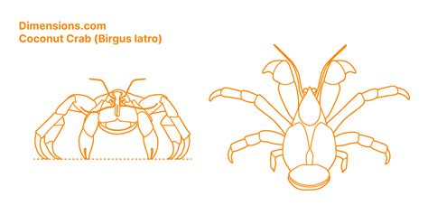 Coconut Crab (Birgus latro) Dimensions & Drawings | Dimensions.com