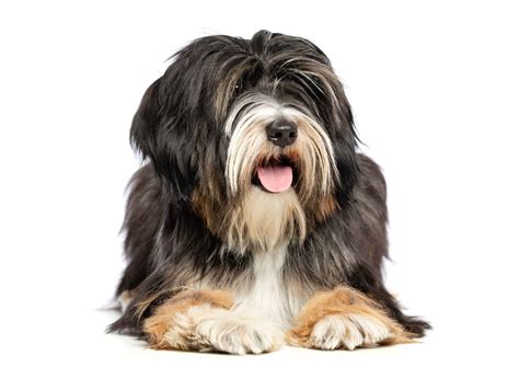 FunnyLand: Is a Tibetan terrier the right dog for you?