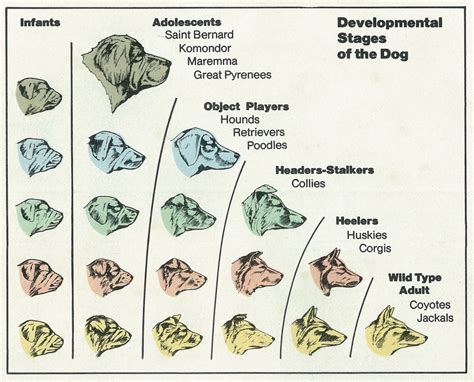 An Asperger Manifesto for Neurotypicals to Read: Wolf _ Dog.... Asperger_ Neurotypical?