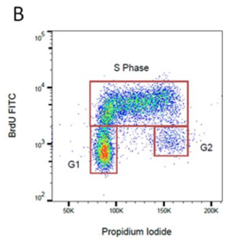 How to read a flow cytometry graph detailing cell cycle? | ResearchGate