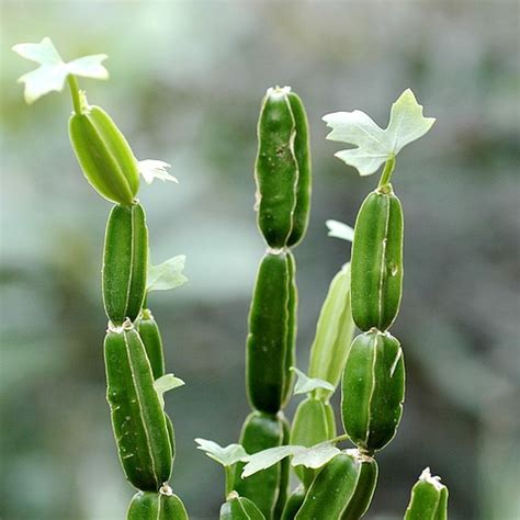 Cissus Quadrangularis – NutraWiki