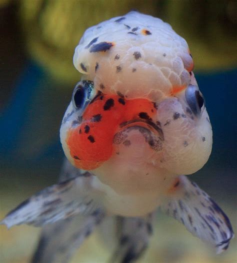 Oranda Goldfish | Look at the raspberry-like hood on its hea… | Flickr