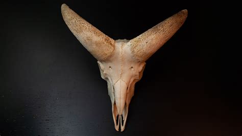 ArtStation - Mouflon Skull - 360 Refernce Pack | Resources