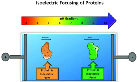 Principle of isoelectric focusing. Two proteins with varying ...