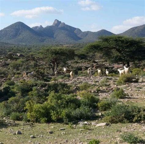 Somaliland Sheikh Town