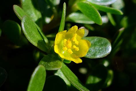 Portulaca oleracea - Wildflowers of the National Capital Region