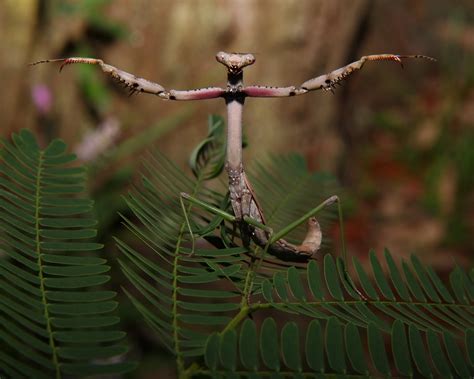 File:Praying mantis in defense pose.JPG - Wikimedia Commons