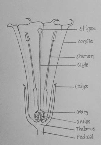 Draw the diagram of longitudinal section of datura flower and label its ...