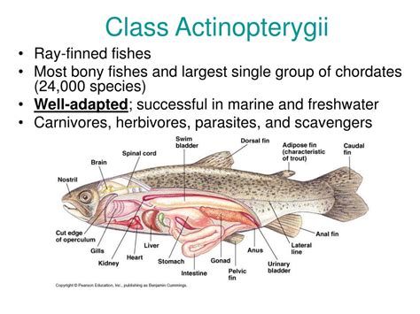 PPT - Class Chondrichthyes PowerPoint Presentation, free download - ID:1434642