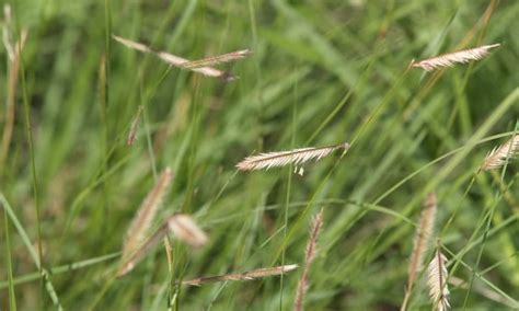 Blue Grama Grass: Drought-Tolerant Native Turf - Epic Gardening