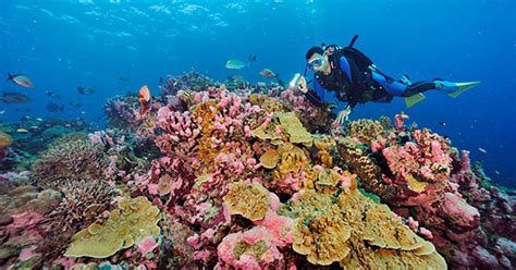 Coral Reef Recovery in the Phoenix Islands Protected Area | The Brink | Boston University