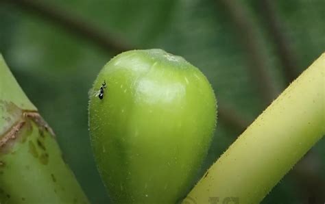 Fig Pollination and Fig Wasp Life Cycle – How to grow figs