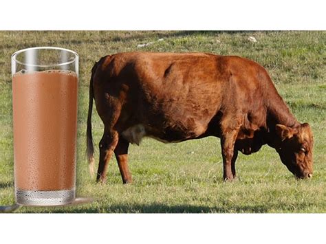 Many Americans Believe Chocolate Milk Comes from Brown Cows | Malibu ...