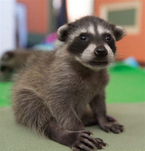 Orphaned Baby Raccoons At WildCare | HuffPost