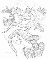 Leopard Gecko Coloring Pages At GetDrawings  Free Download sketch template