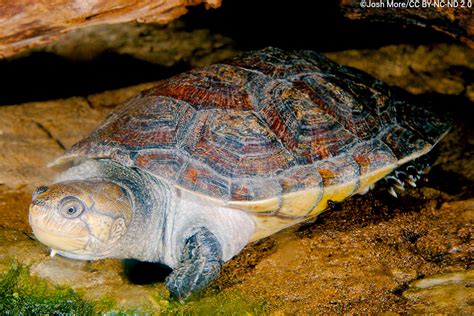 Madagascar Big-headed Turtle | Erymnochelys madagascariensis