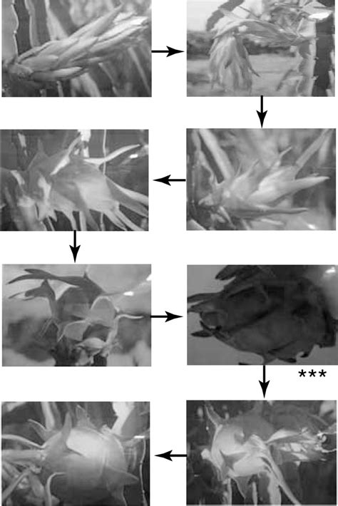 Development of dragon fruit from flowering to harvest. The image marked... | Download Scientific ...