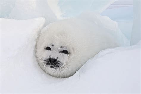 Fluffy Baby Seal