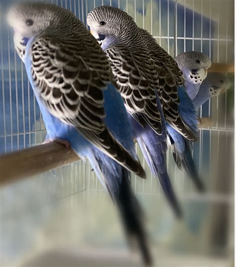 English Budgies Near Me: Your Ultimate Guide to Finding These Beautiful ...