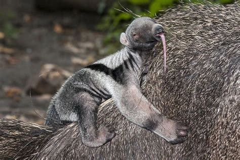 Giant Anteater - Animal Facts for Kids - Characteristics & Pictures