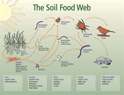 To Restore Our Soils, Feed the Microbes