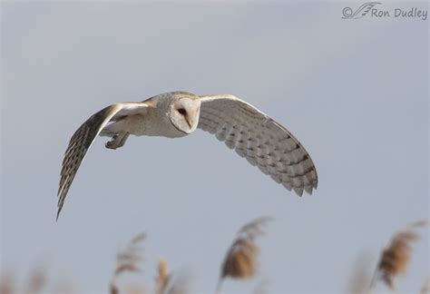 White Barn Owl Flying