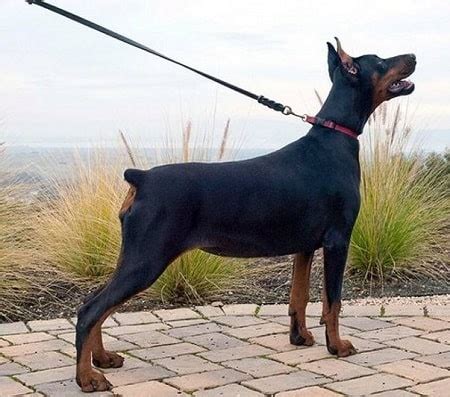 Methods to Train Doberman Pinscher - Strategies and Techniques for Easy Training of Pets