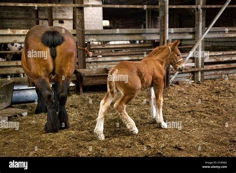 Belgian Draft Horse Show