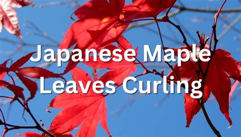 Japanese Maple Leaves Curling: 13 Reasons Why and How To Treat - Rennie Orchards