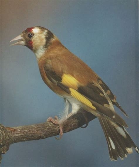 Chardonneret et ses Mutations Naturelle | Bird pictures, Goldfinch, Bird