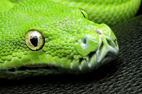 Snake Eye Wallpaper (70+ images)