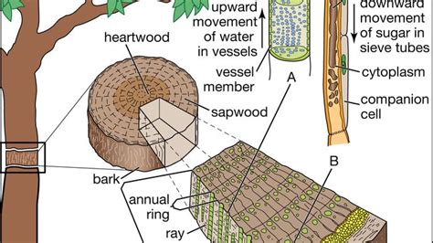 angiosperm - Vascular system and water uptake from soil | Britannica