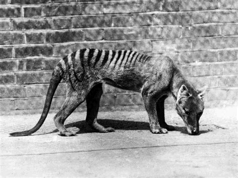 10 Facts About the Tasmanian Tiger