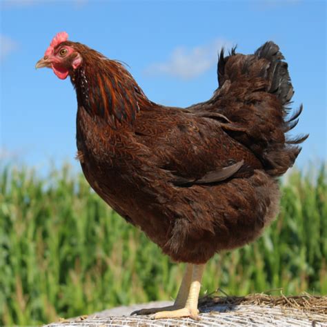 Partridge Rock Chicken