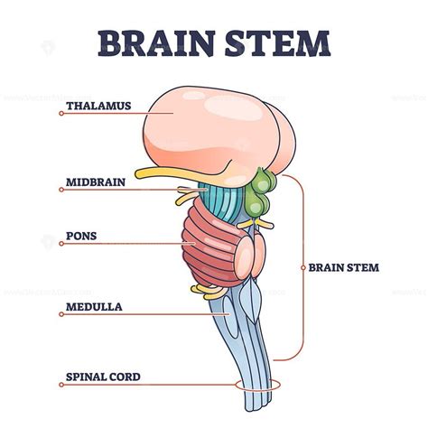 Brain stem parts anatomical model in educational labeled outline diagram in 2023 | Brain stem ...