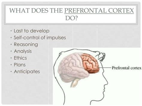 PPT - First 2 years Biosocial Development PowerPoint Presentation, free ...